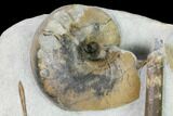 Fossil Nautilus (Cenoceras) With Belemnites - England #171259-1